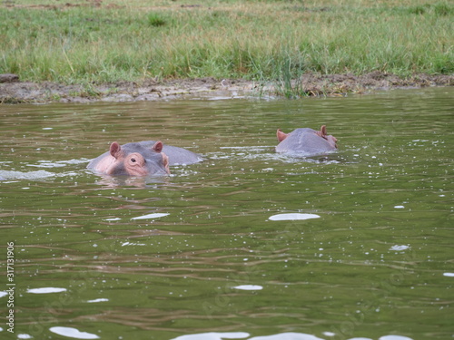 Flusspferd Afrika Uganda See Wasser gewaltig gefährlich relaxen photo