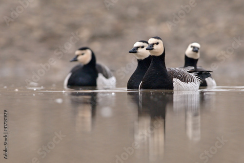 Weisswangengans Branta leucopsis photo