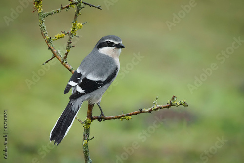 shout gray shrike perched on a hawthorn branch eating a worm