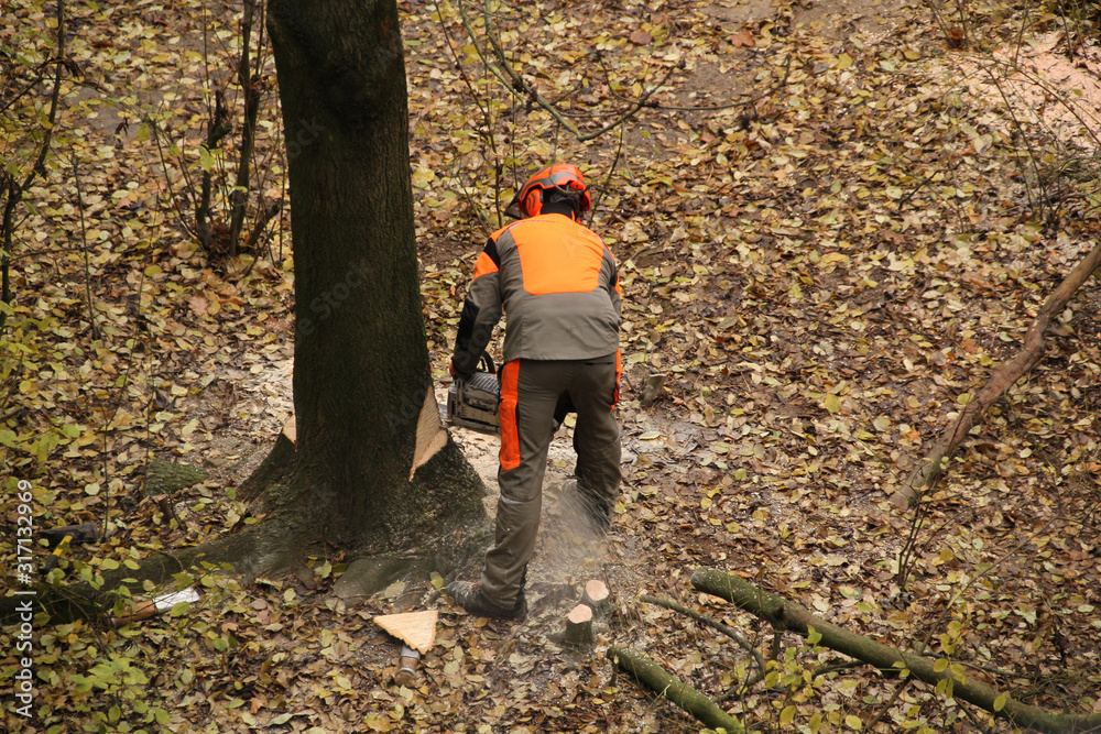 worker in an orange jacket and work pants saws a thick tree trunk with a saw, an environmental concept, industrial garden work worker in an orange jacket and work pants saws a thick tree trunk with a saw, an environmental concept, industrial garden work