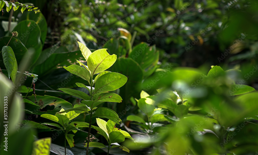 Tropical forest with lush green leaves Tropical forest with lush green leaves
