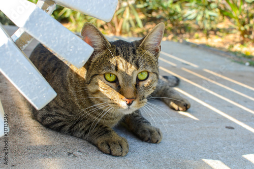 Beautiful green eyed tabby sits under a bench in Split, Croatia © Kirk Fisher