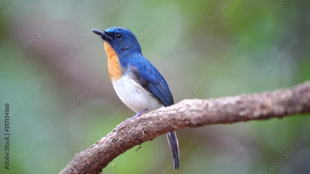 Hainan Blue Flycatcher, Grant's Blue Flycatcher male bird perched on a branch.(Scientific Name : Cyornis hainanus) Hainan Blue Flycatcher, Grant's Blue Flycatcher male bird perched on a branch.(Scientific Name : Cyornis hainanus)