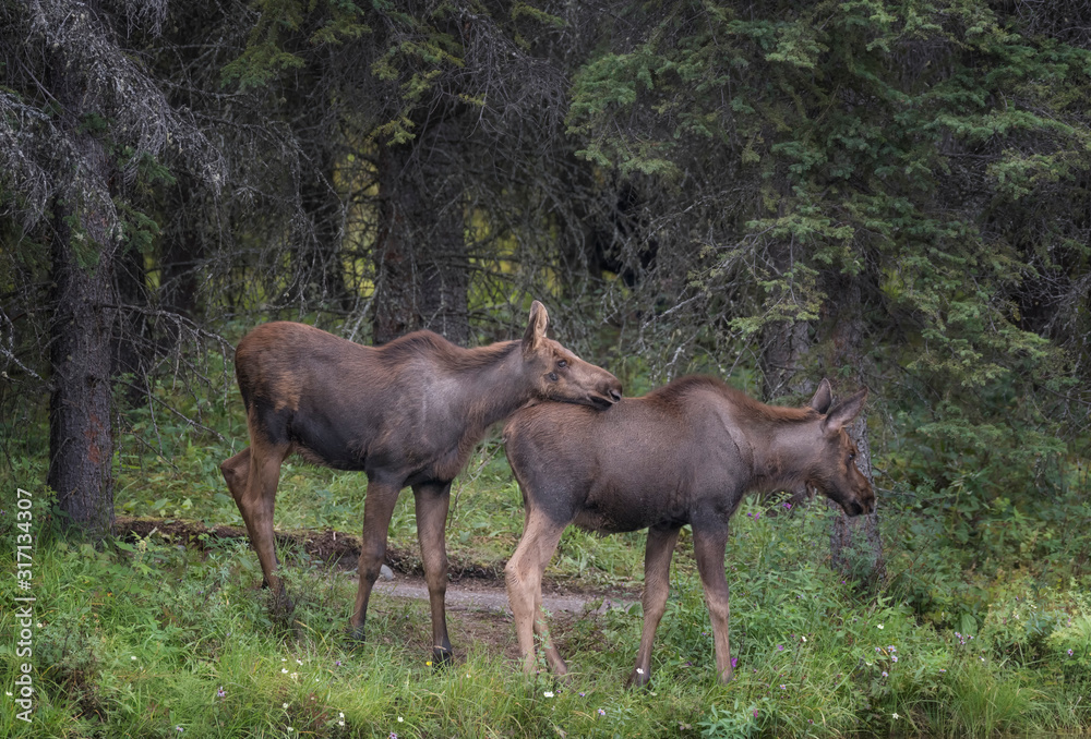 Fototapeta premium Two Moose Calves in the tall grass of Alaska