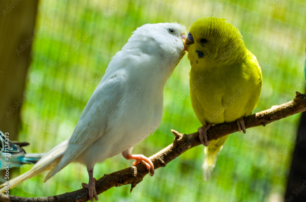 White and yellow Budgies Kissing White and yellow Budgies Kissing