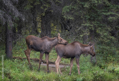 Two Moose Calves in the tall grass of Alaska