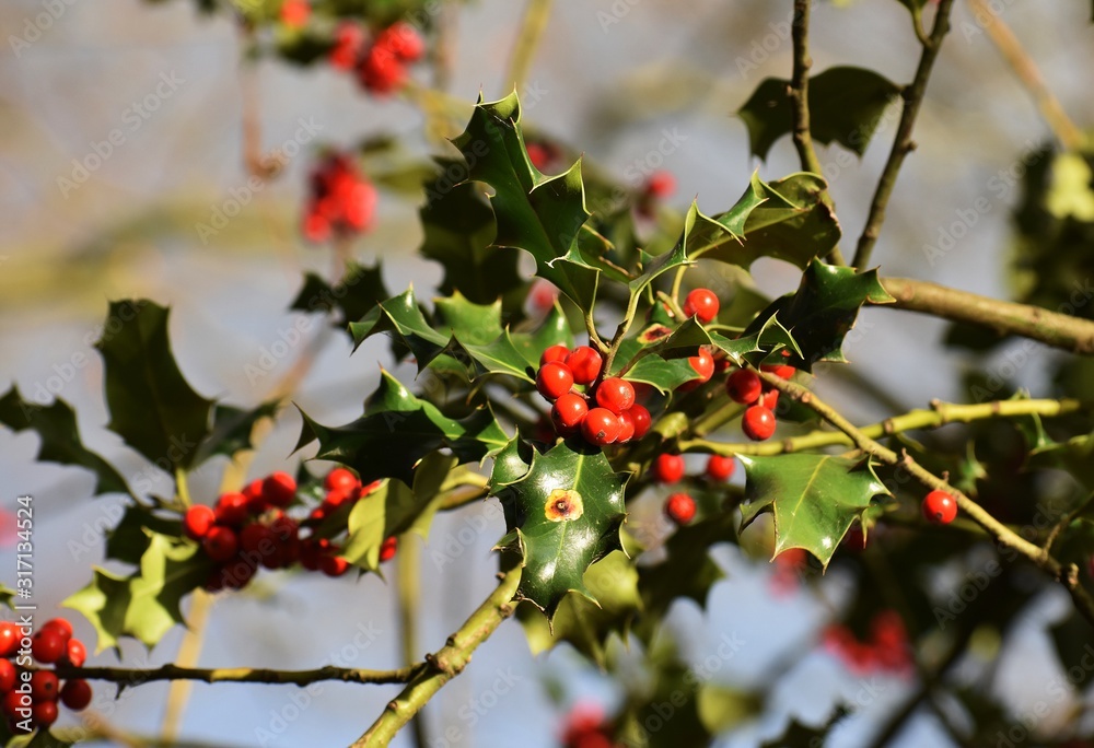 Branches with fruits of Ilex aquifolium, Christmas holly. It is an evergreen tree or shrub in the family Aquifoliaceae.