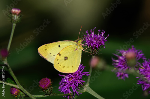 Orange sulfur butterfly or Colias eurytheme on ironweed in bright afternoon sun. Ironweed or vernonia is in the family Asteraceae.  photo