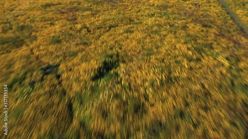 Aerials of Wildflowers as they explode on Shell Creek Road Super Bloom, San Luis Obisbo County photo