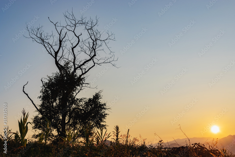 silhouette tree field view sunset landscape silhouette tree field view sunset landscape