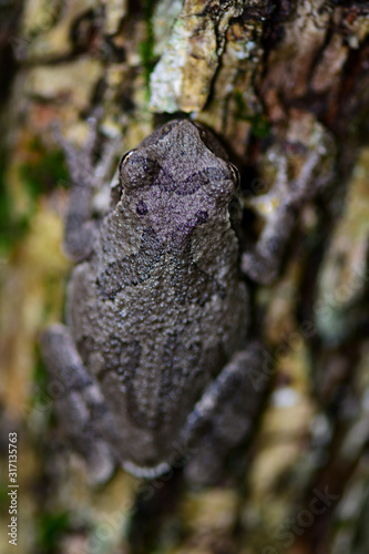 Hyla chrysoscelis photo