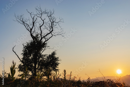 silhouette tree field view sunset landscape