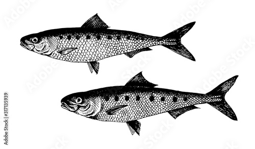 Sardine, pilchard, fish collection