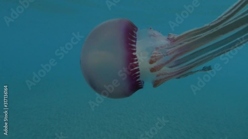 Pellagic Purple Jellyfish (Thysanostoma loriferum) swim in the blue water. Close-up, Underwater shot, Red Sea, Egypt. 4K/50fps photo