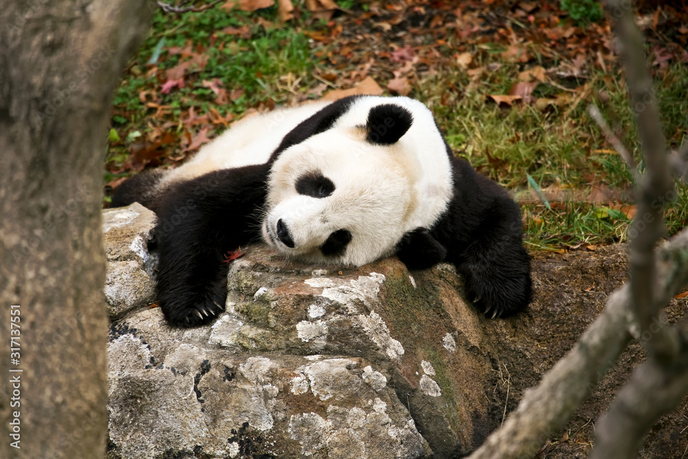 Giant Panda Bear (Ailuropoda melanoleuca) Sleeping on a Rock at a Local Zoo