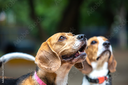 Portrait of an adult Beagle and another in the blurred background