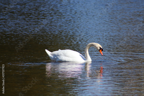 Swan Reflecting in Water