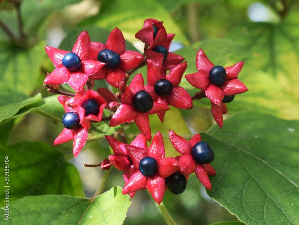 Chance Tree Clerodendrum Trichotomum