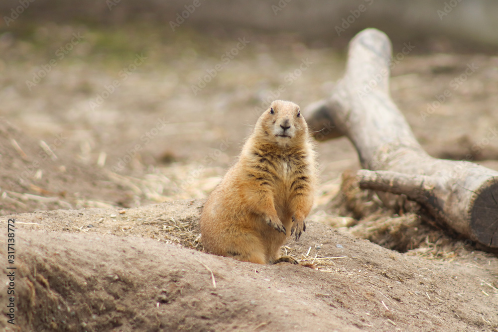 Curious Prairie Dog Curious Prairie Dog