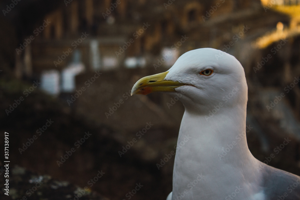 Gaviotas de perfil en el coliseo Romano Gaviotas de perfil en el coliseo Romano