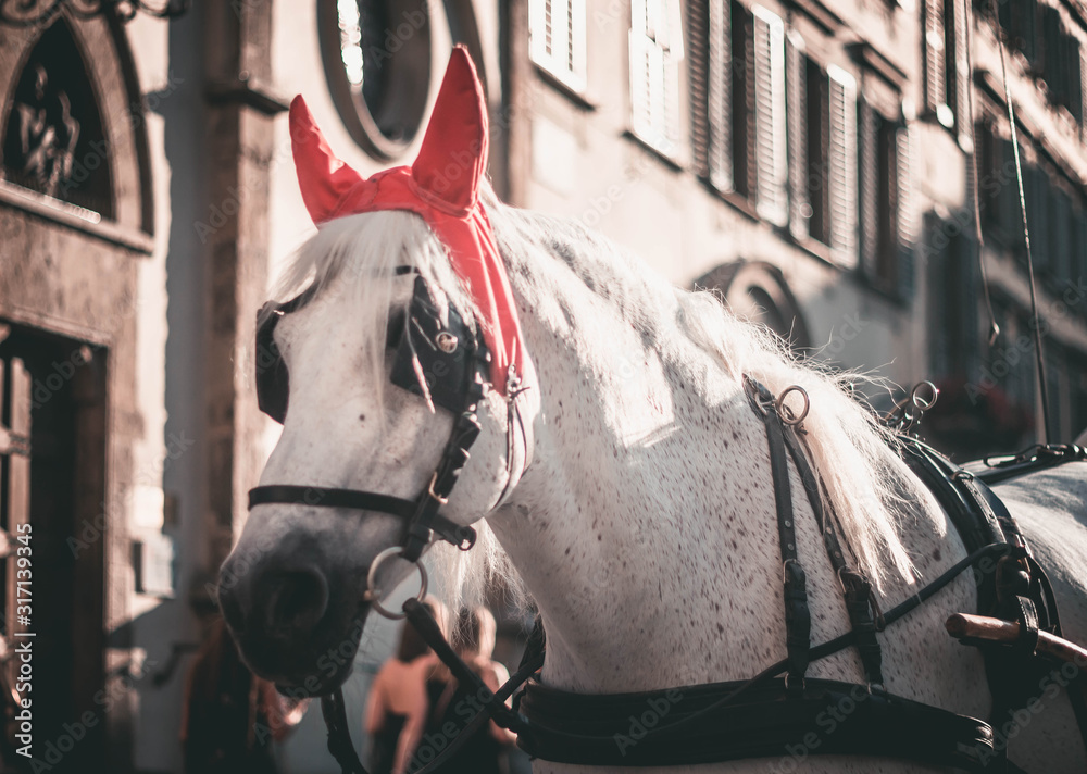  Photograph of a white horse with devil ears in Italy