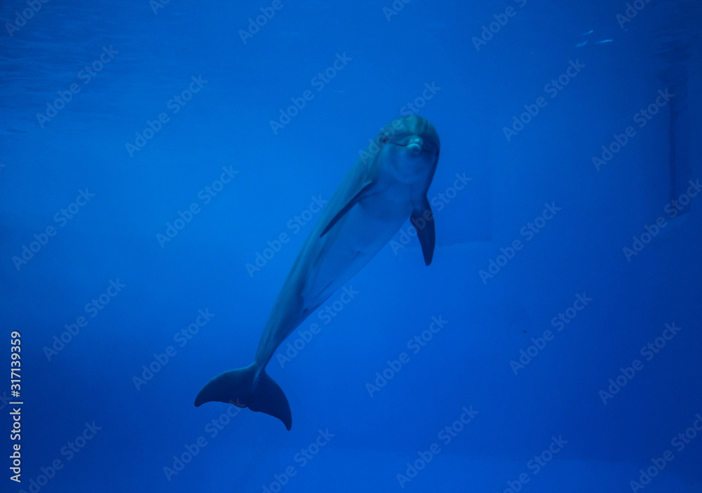 Fototapeta premium Photograph of a dolphin in the aquarium of Veracruz in Mexico