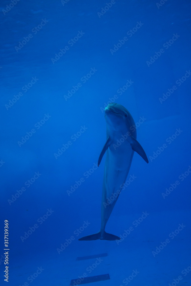 Fototapeta premium Photograph of a dolphin in the aquarium of Veracruz in Mexico