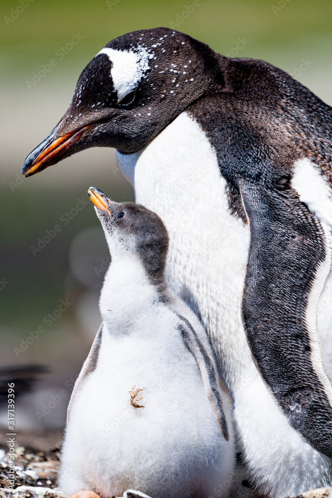Naklejka premium ペンギン シーライオン島 フォークランド諸島 SeaLion Island