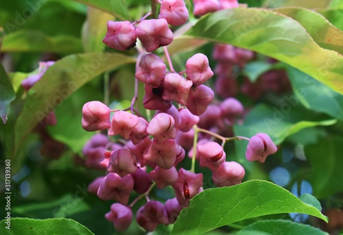 Branches of Euonymus Hamiltonianus, Hamilton's spindletree, Himalayan spindle or Hamiltonianus Winter Glory with pink fruit. Family Celastraceae. photo