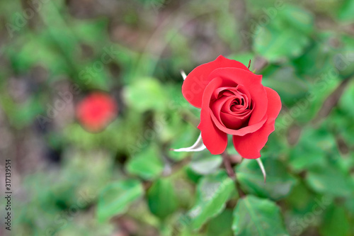 Single beuatiful red garden rose in a bud.