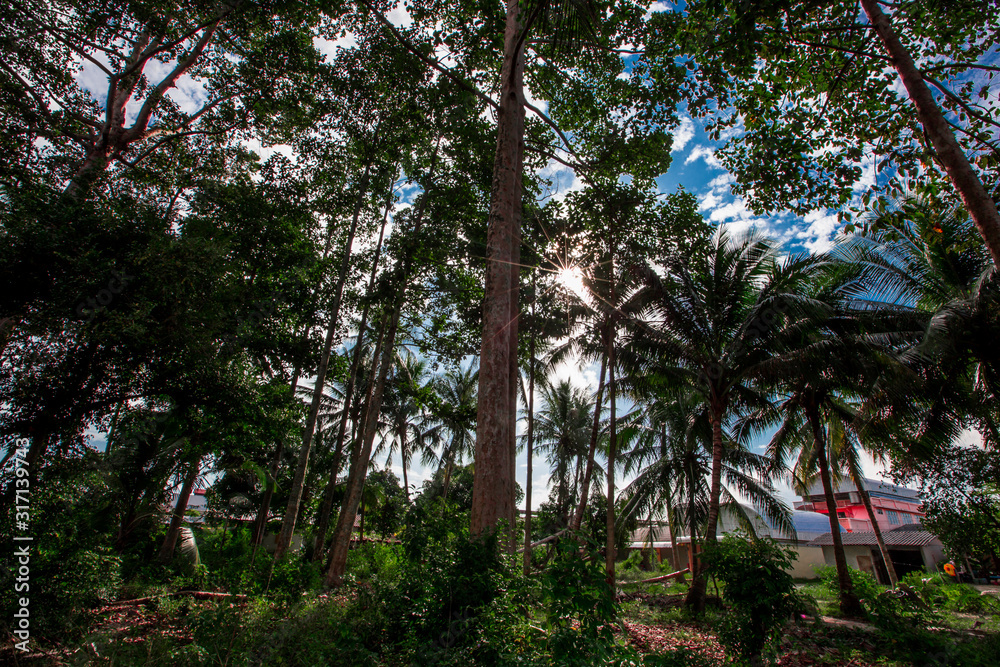 Obraz premium The blurred background of the shade of big trees, coconut trees and the sun's rays shining down, making the weather not so hot and the wind blowing through is cool.