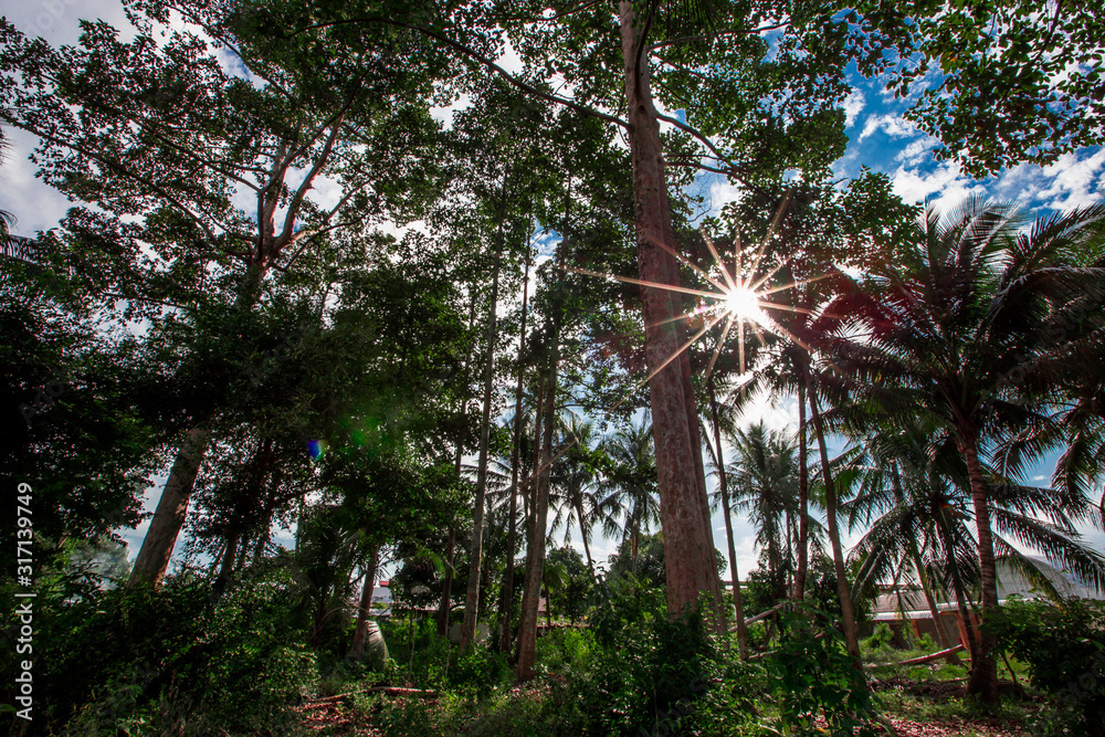 The blurred background of the shade of big trees, coconut trees and the sun's rays shining down, making the weather not so hot and the wind blowing through is cool. The blurred background of the shade of big trees, coconut trees and the sun's rays shining down, making the weather not so hot and the wind blowing through is cool.