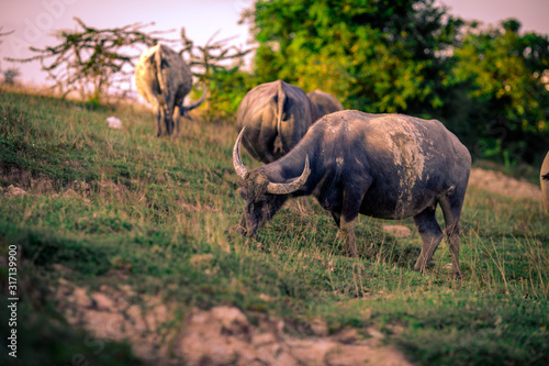 Fototapeta Naklejka Na Ścianę i Meble -  A blurry background view of animals, buffalo herds that are walking grazing in groups or isolated, often seen in rural fields