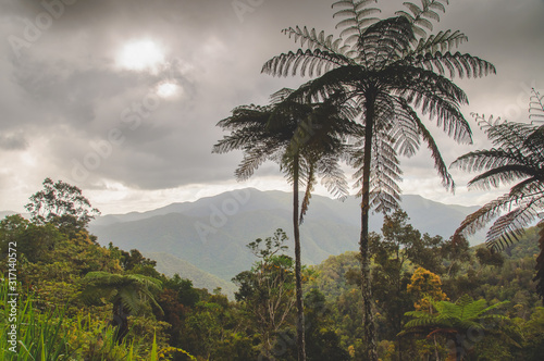 Cairns nature