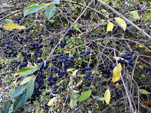  Ligustrum Sinense (Chinese Privet) with dark blue berries. Family Oleaceae. It is a deciduous shrub cultivated as an ornamental plant and for hedges. photo