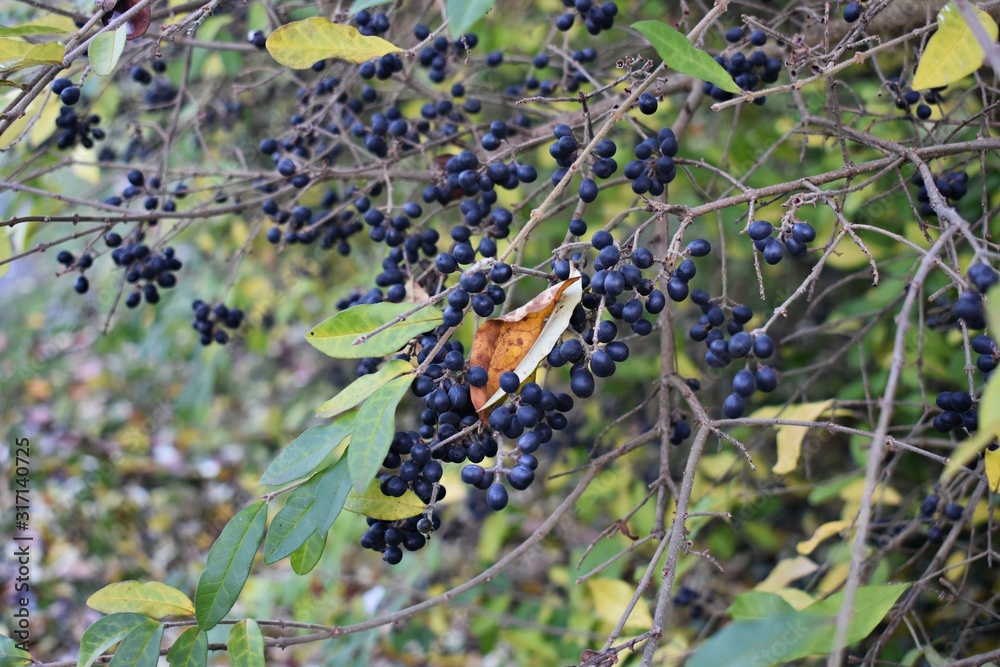 Ligustrum Sinense (Chinese Privet) with dark blue berries. Family Oleaceae. It is a deciduous shrub cultivated as an ornamental plant and for hedges. Ligustrum Sinense (Chinese Privet) with dark blue berries. Family Oleaceae. It is a deciduous shrub cultivated as an ornamental plant and for hedges.