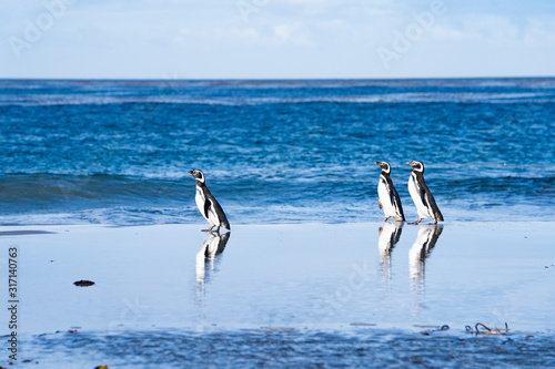                                                                SeaLion Island