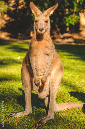 Kangaroo feeding