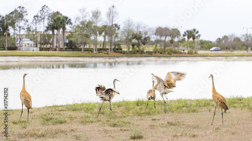 A flock of Sandhill Cranes fight by a lake.