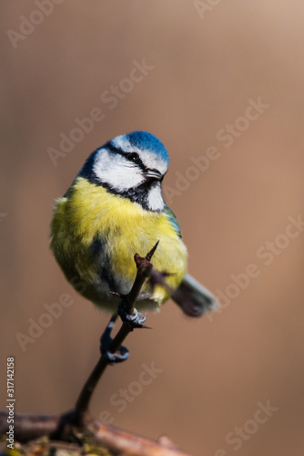 Blue Tit in his environment. Her Latin name is Cyanistes caeruleus.