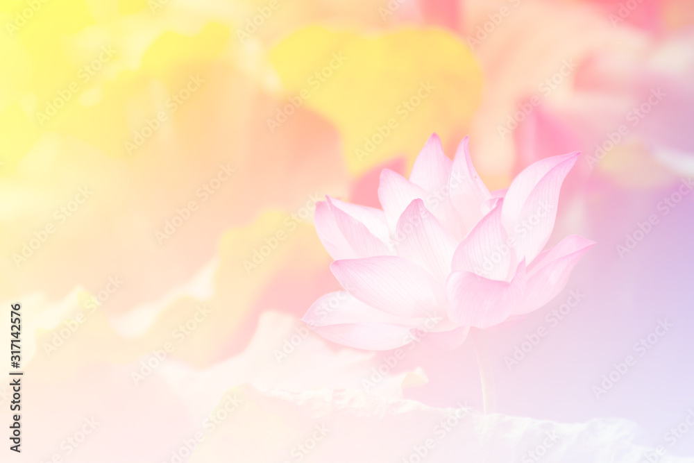 Pink lotus background image select focus