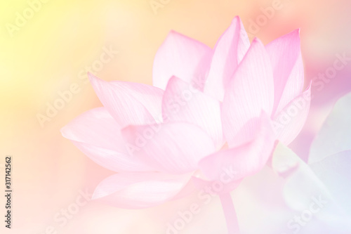 Pink lotus background image select focus © nuttapon