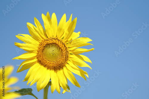 Big and perfect sunflower looks very beautiful on a bright sky day.