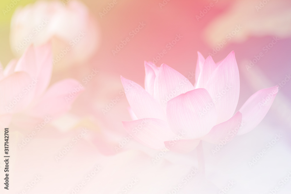 Pink lotus background image select focus