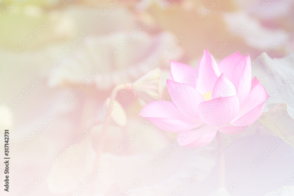 Pink lotus background image select focus