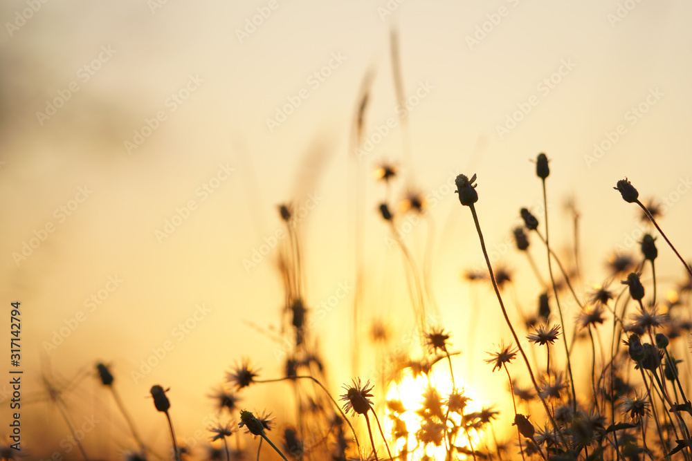 Obraz premium Sunset orange light with grass on the side of the road.