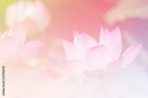 Pink lotus background image select focus