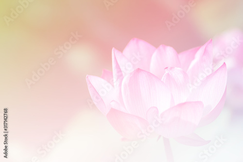 Pink lotus background image select focus