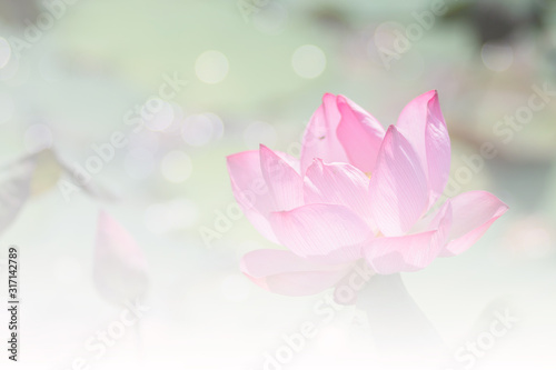 Pink lotus background image select focus