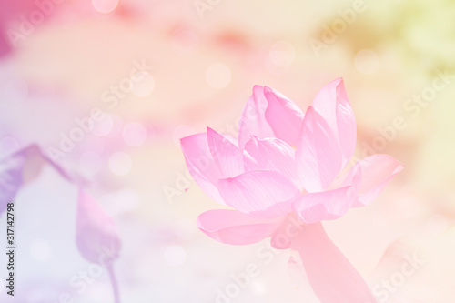 Fototapeta Naklejka Na Ścianę i Meble -  Pink lotus background image select focus